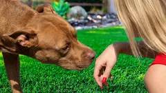 Warum dein Hund manche Menschen nicht mag – was Geruch, Stimme und Erfahrung wirklich verraten