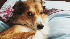 Wie Sie erkennen, dass Ihr Hund Ihnen nicht vertraut: drei Gewohnheiten, die Sie für Gehorsam halten