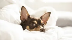 Warum schläft ein Hund auf dem Kopfkissen seines Besitzers? Ein Fehler in der Erziehung oder ein Zeichen der Liebe?