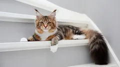 Maine Coon: Alles, was Sie über diesen sanften Riesen wissen müssen.