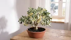 Crassula anbauen, um Wohlstand und Erfolg in Ihr Zuhause zu bringen