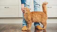 Die Besessenheit der Katze von ihrem Besitzer: Warum folgt mir meine Katze überallhin?