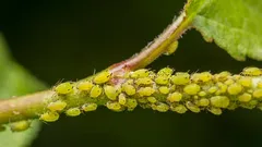 Warum die Bekämpfung von Blattläusen jetzt durchgeführt werden muss: Wo Schädlinge überwintern
