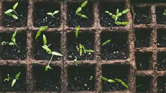Was man im Februar für Setzlinge säen sollte: welche Blumen und Gemüsesorten