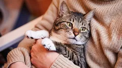 Wenn Katzen alt werden und wie sich ihr Alter vom Alter von Hunden unterscheidet