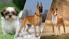 Liebhaber der Stille: 7 Hunde, die am wenigsten bellen